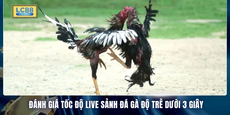 Đánh giá tốc độ live sảnh đá gà độ trễ dưới 3 giây